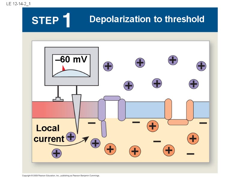 LE 12-14-2_1 –60 mV Local  current Depolarization to threshold